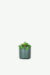 plants ecommerce product featured img 12
