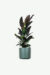 plants ecommerce product featured img 18
