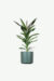 plants ecommerce product featured img 20